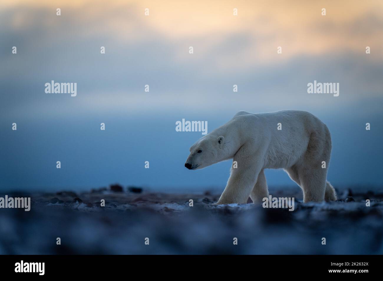 Polar bear crosses tundra under cloudy sky Stock Photo Alamy