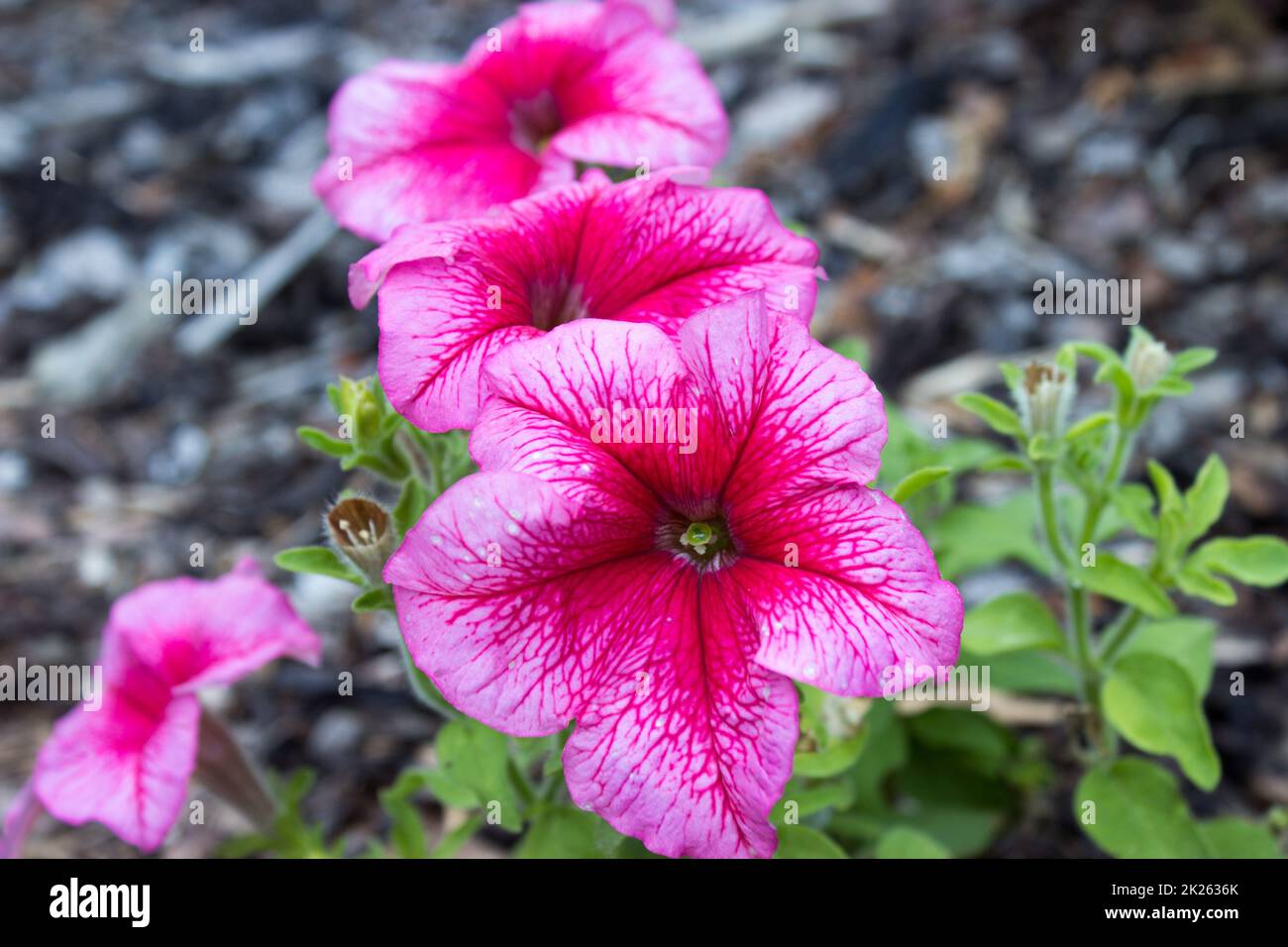 Pink petunia hybrida in garden Stock Photo