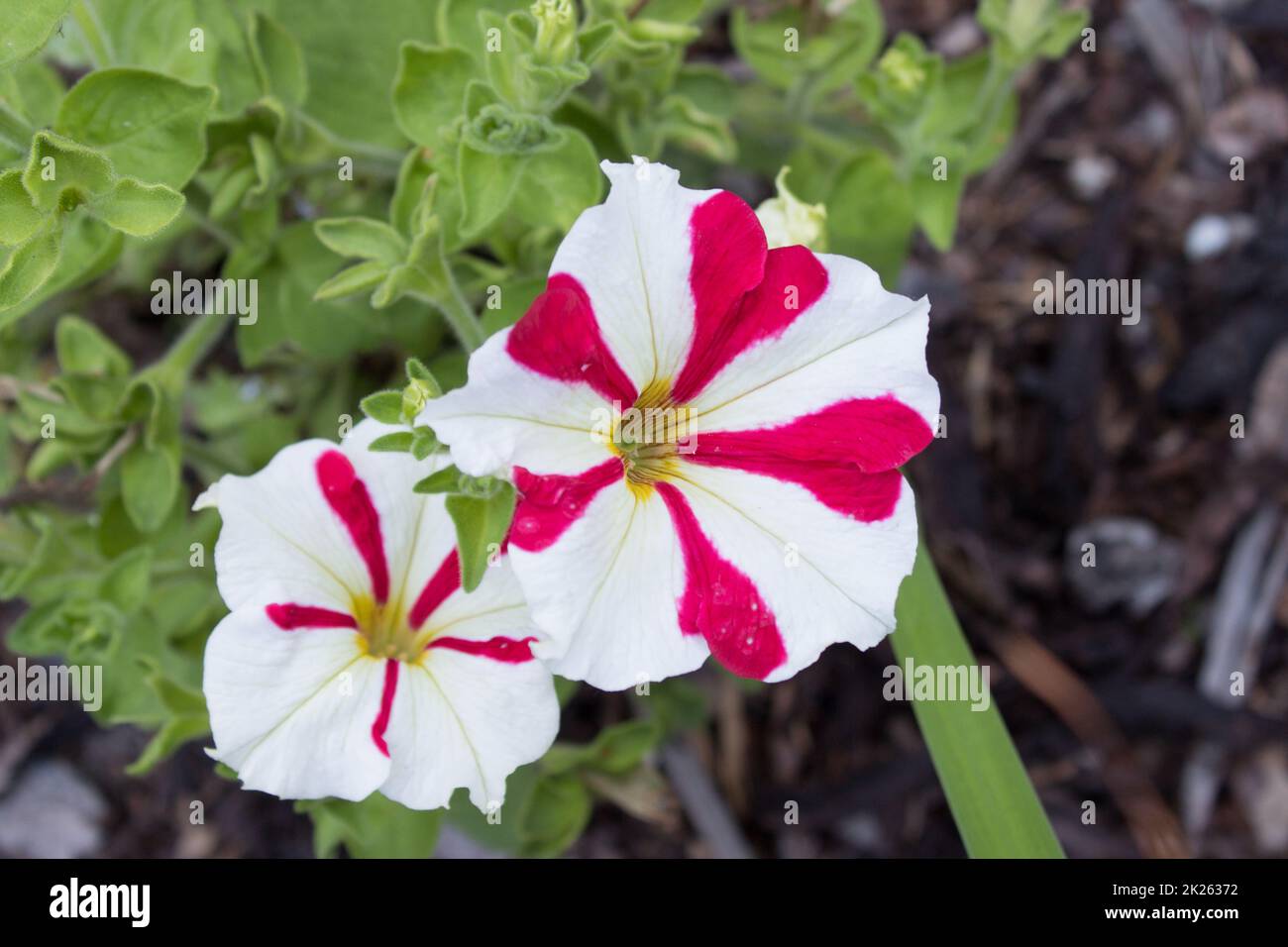 Amore petunia hybrida in garden (1) Stock Photo