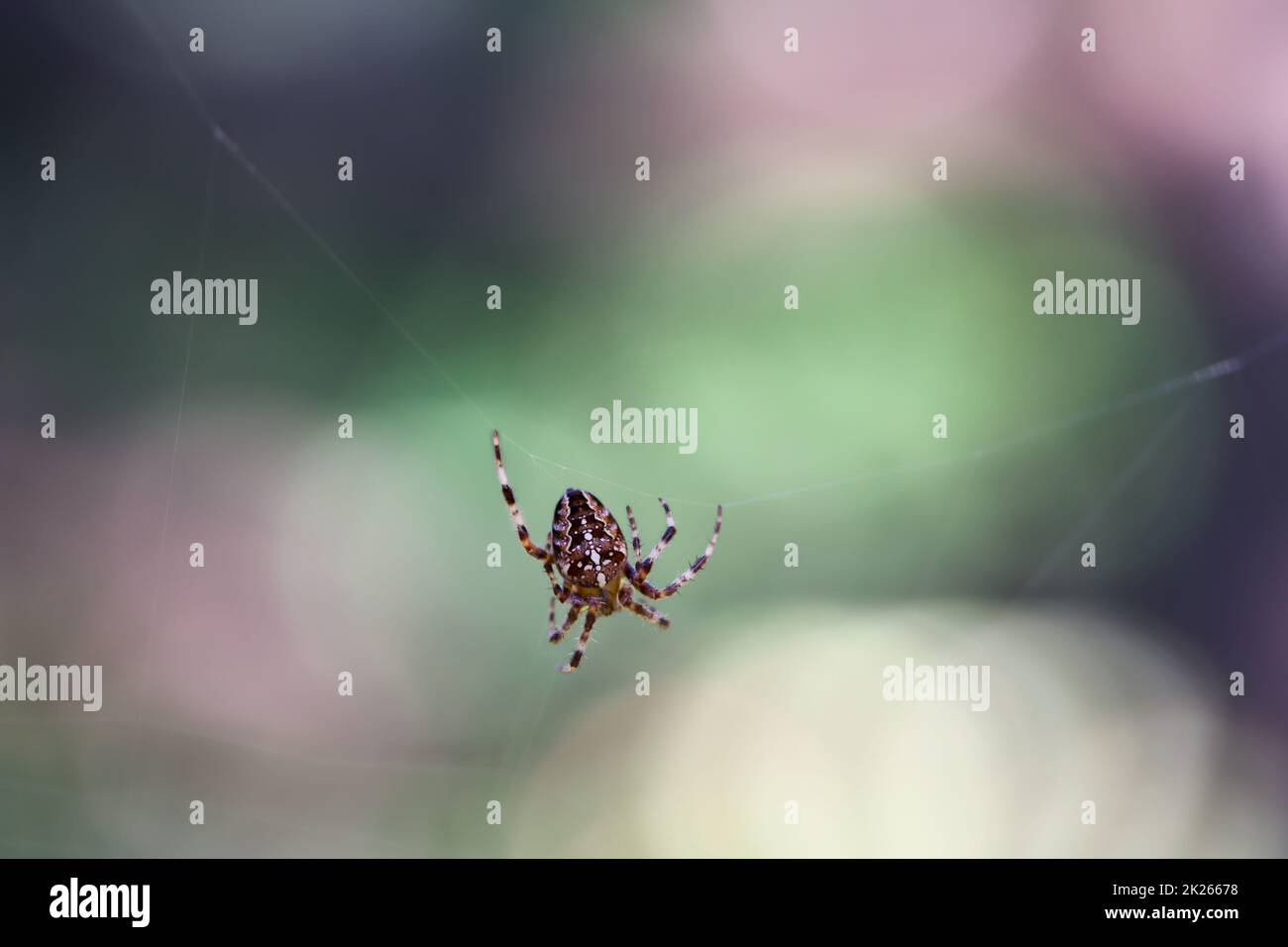 A cross spider in its web. Portrait of a garden spider Stock Photo - Alamy