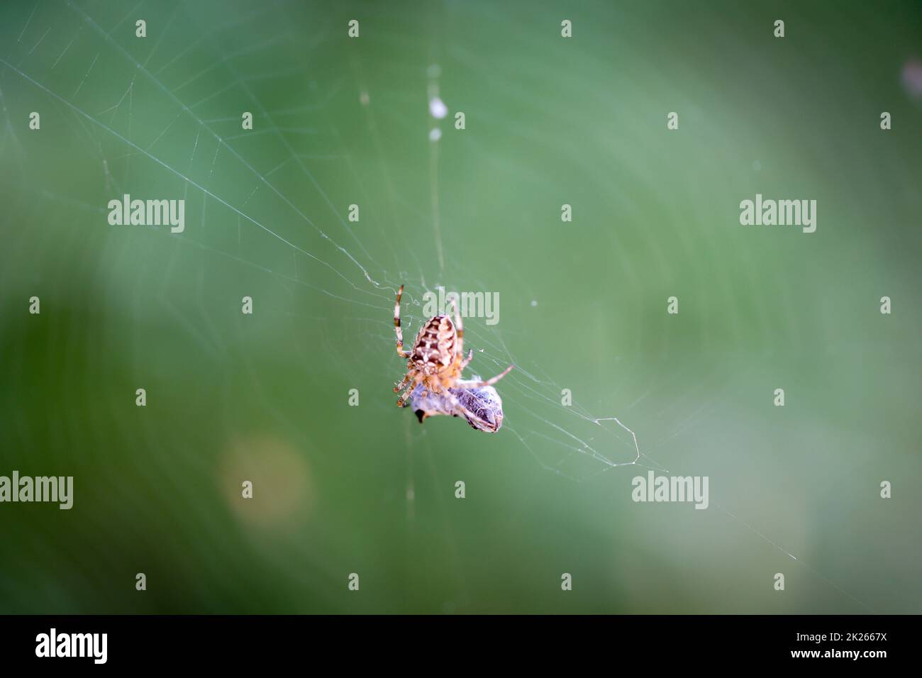 A cross spider in its web. Portrait of a garden spider Stock Photo - Alamy