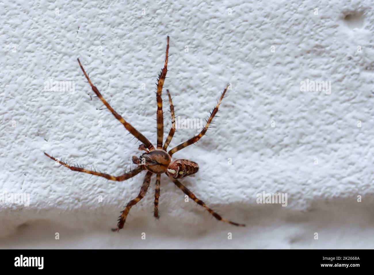 A columnar spider climbs up a wall. Stock Photo