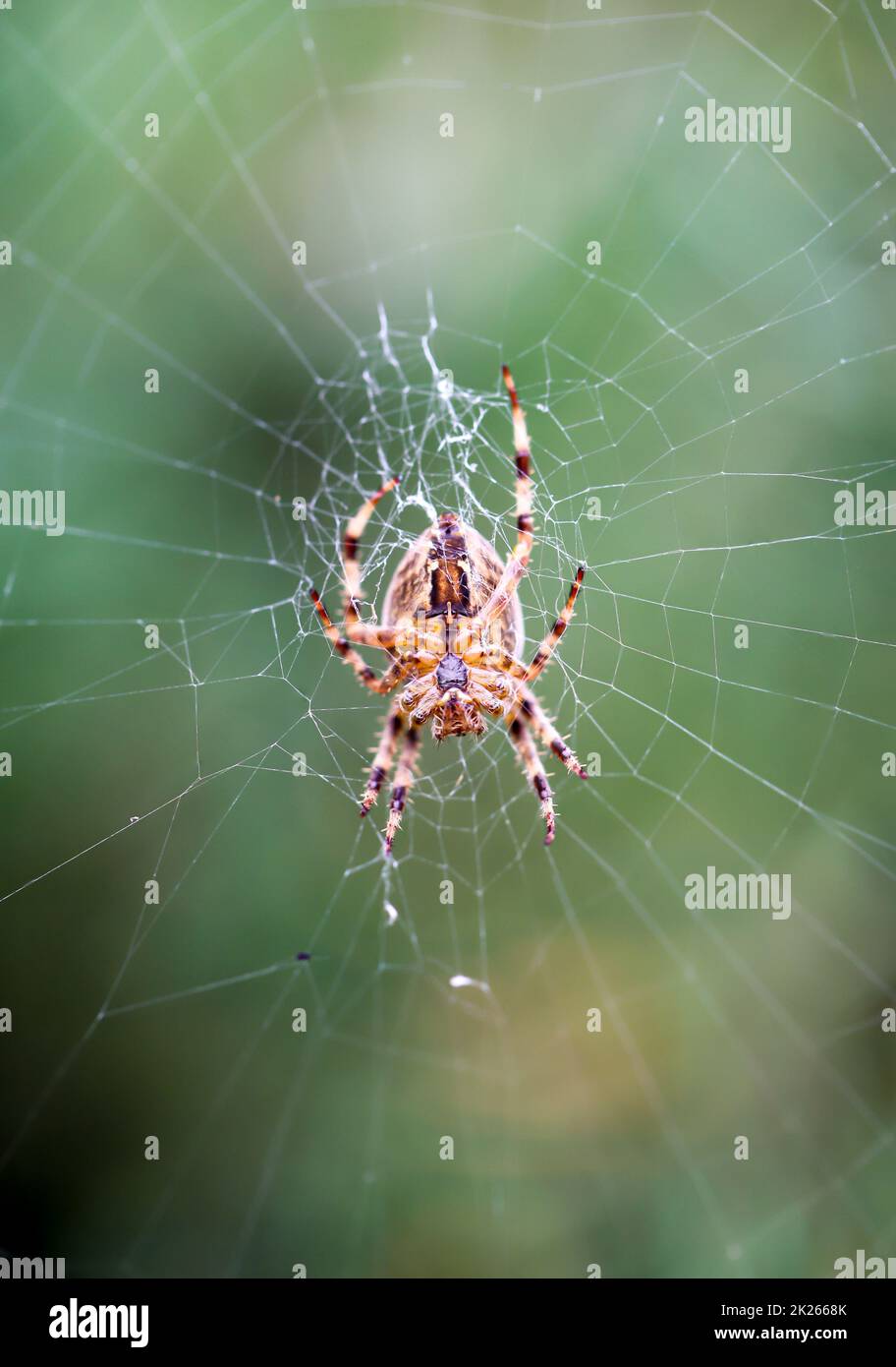 A cross spider in its web. Portrait of a garden spider Stock Photo - Alamy