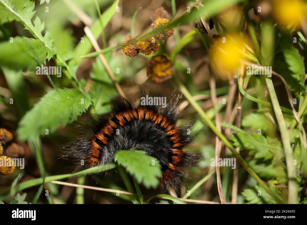 The caterpillar of a blackberry moth in the grass, undergrowth Stock