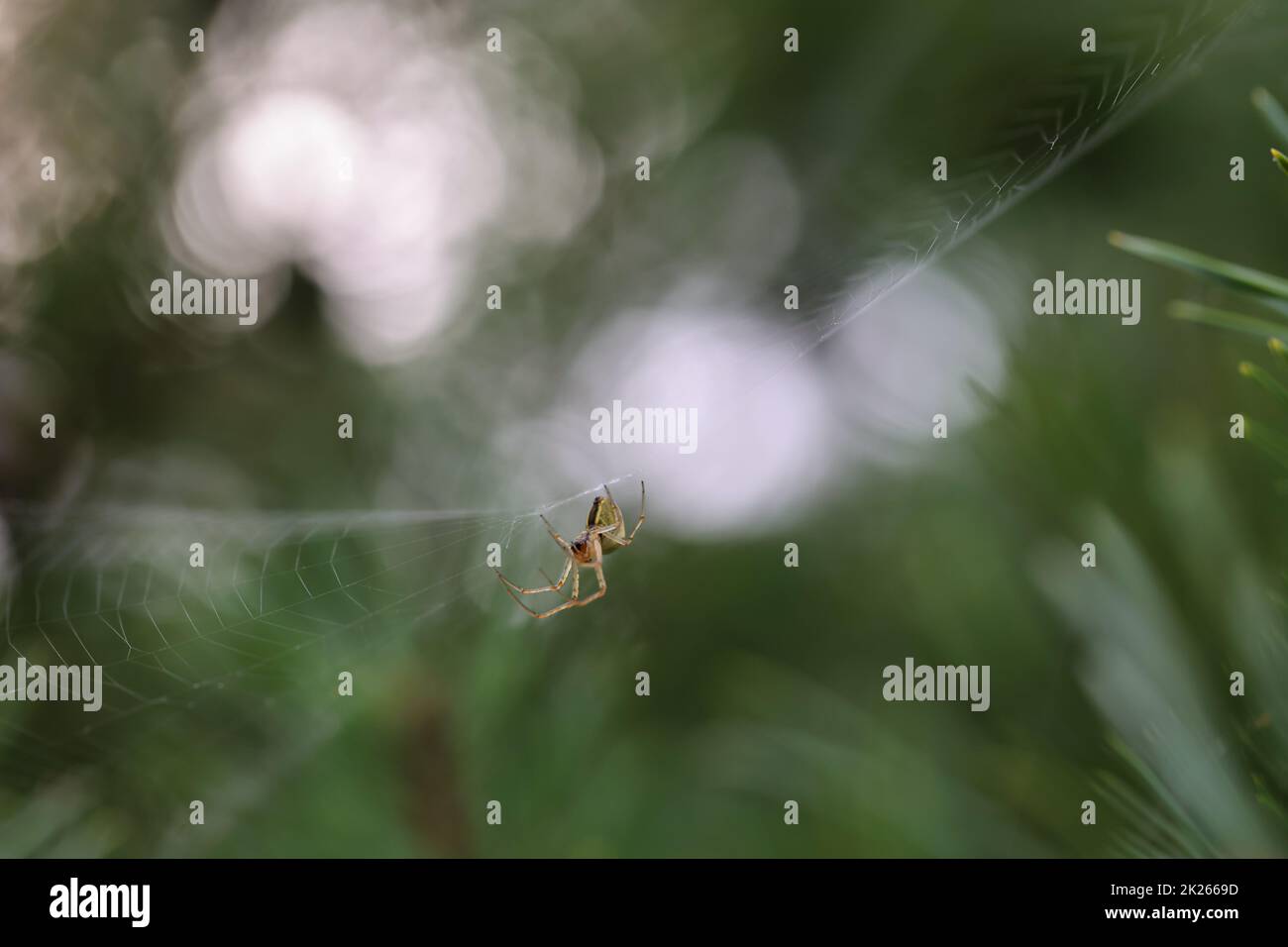 A cross spider in its web. Portrait of a garden spider Stock Photo - Alamy