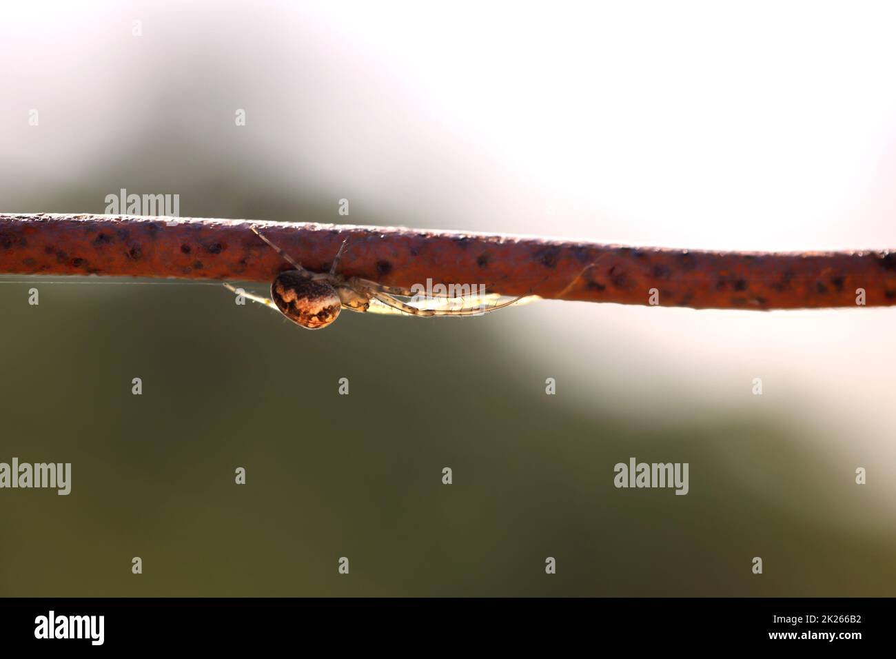 A cross spider in its web. Portrait of a garden spider Stock Photo - Alamy