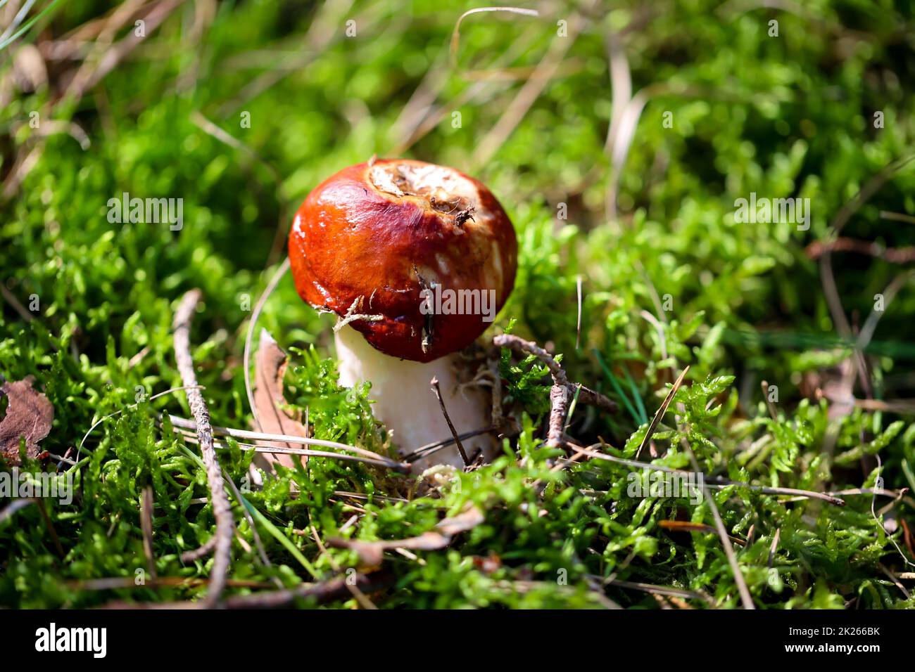 Close up of a mushroom in the forest. Mushrooms are partly poisonous and partly edible. Stock Photo