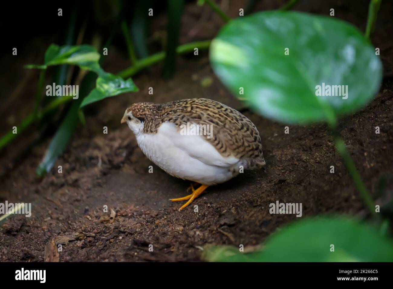 Close up portrait of a Pygmy Quail, a species of Pheasantidae (Phasianidae) Stock Photo