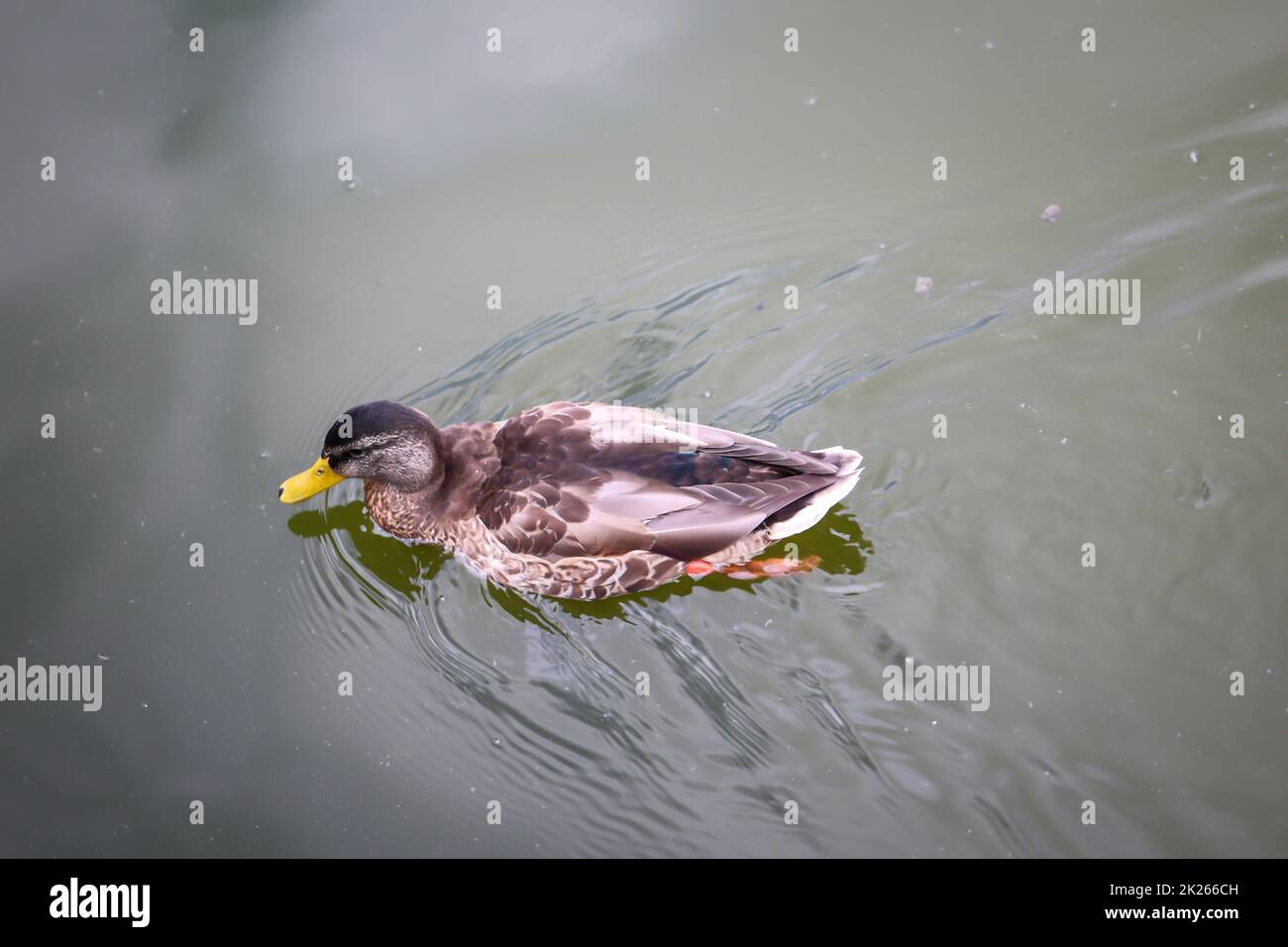 Mallards in a pond. The mallard is a species of bird and belongs to the anatidae family. Stock Photo