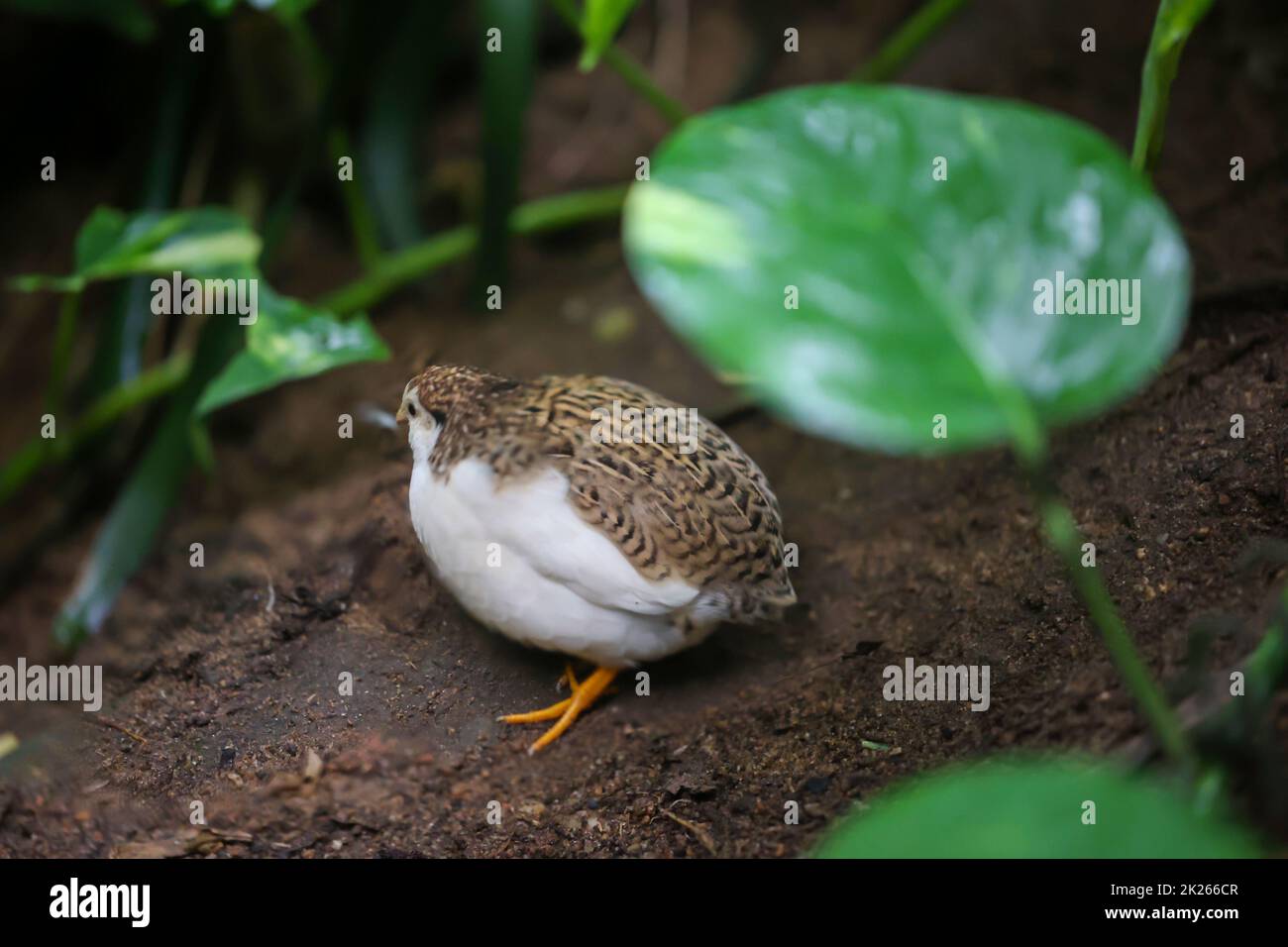 Close up portrait of a Pygmy Quail, a species of Pheasantidae (Phasianidae) Stock Photo