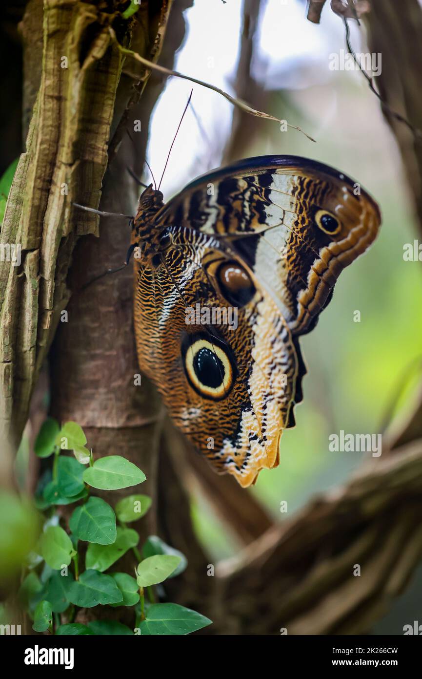 A blue owl butterfly on a plant. Its wings are all blue when open. Stock Photo
