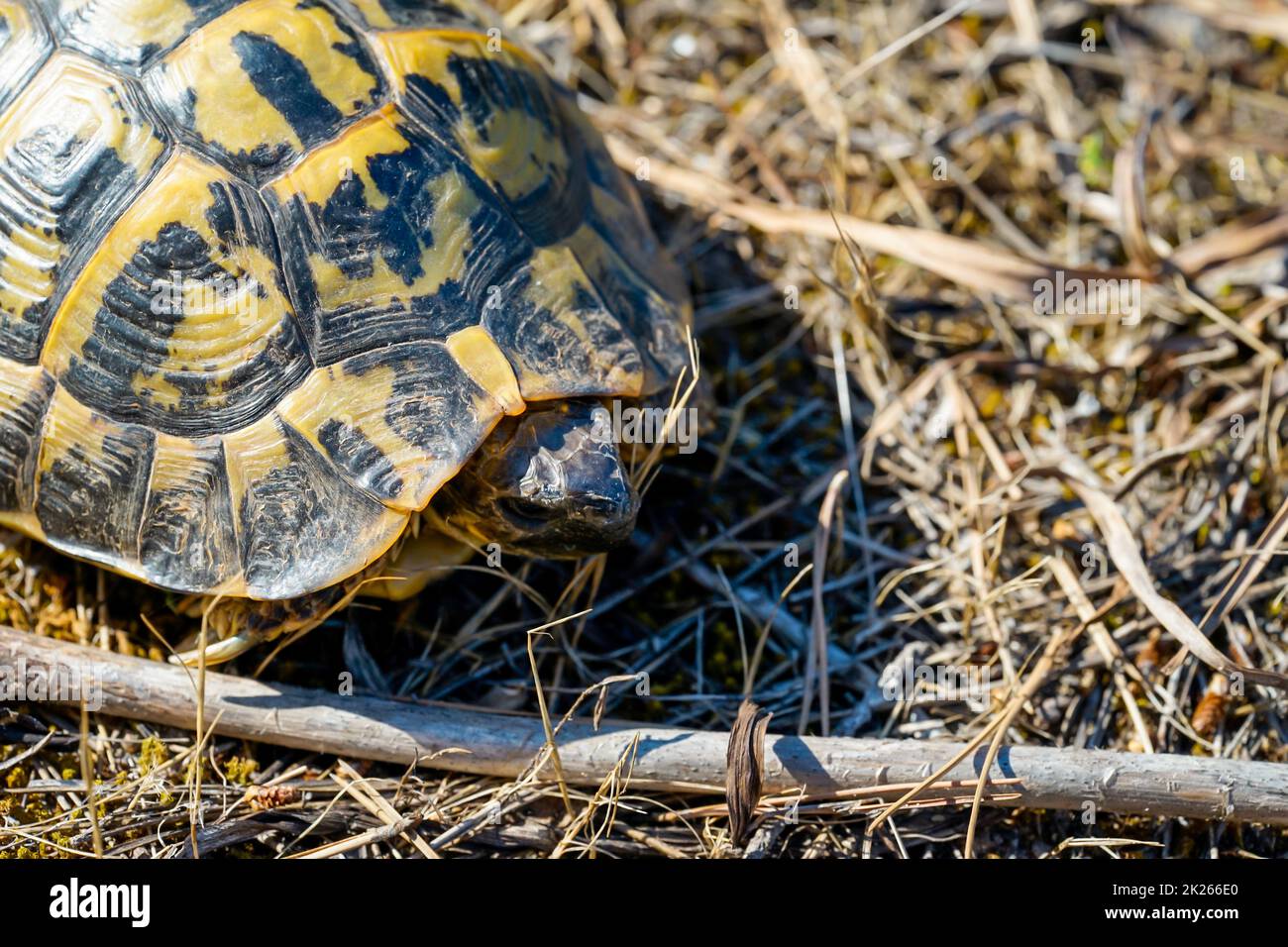 Photo of a Greek tortoise in the wild. Stock Photo