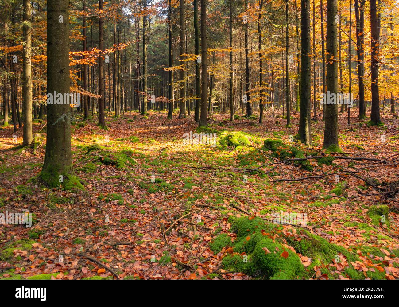 Sunny evening forest scenery hi-res stock photography and images - Alamy