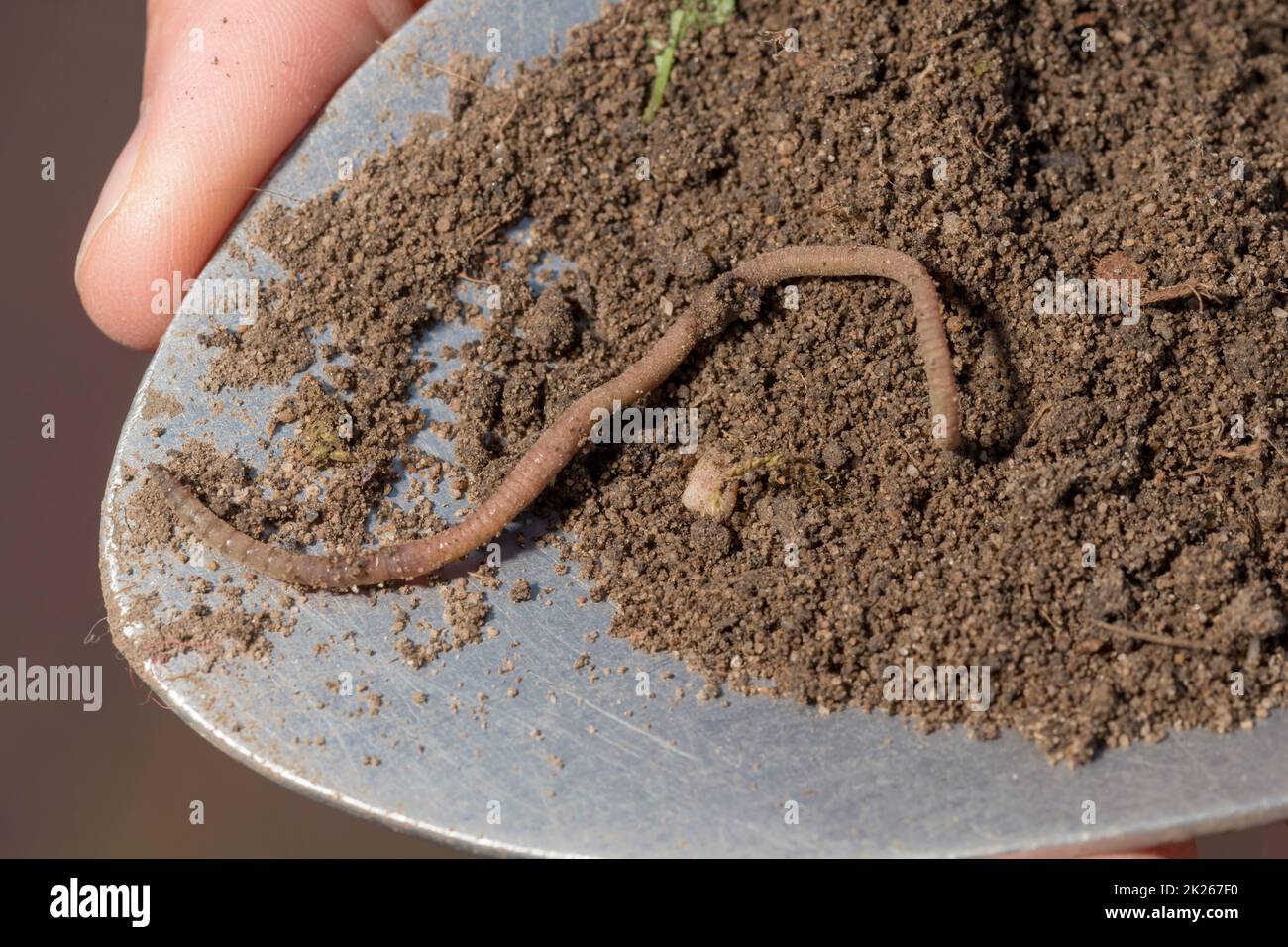 An earthworm crawls on a scoop of soil Stock Photo