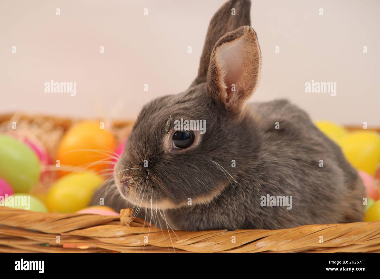 Osterhase , Kaninchen im Korb mit bunten Eiern Stock Photo