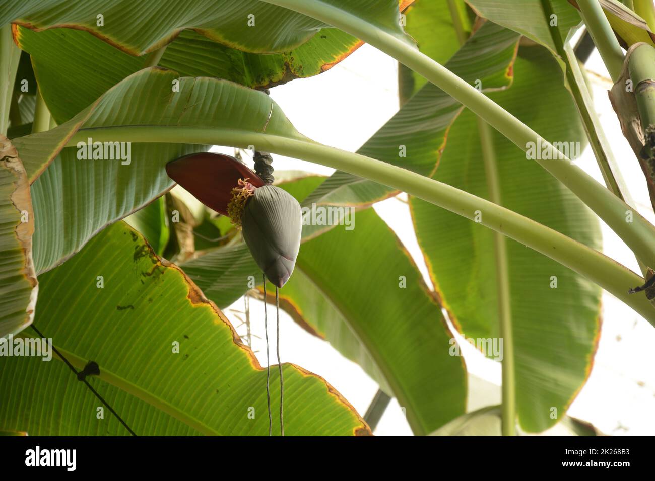 Flower bud of banana tree with a bunch of bananas in Utopia Orchid Park, Israel Stock Photo