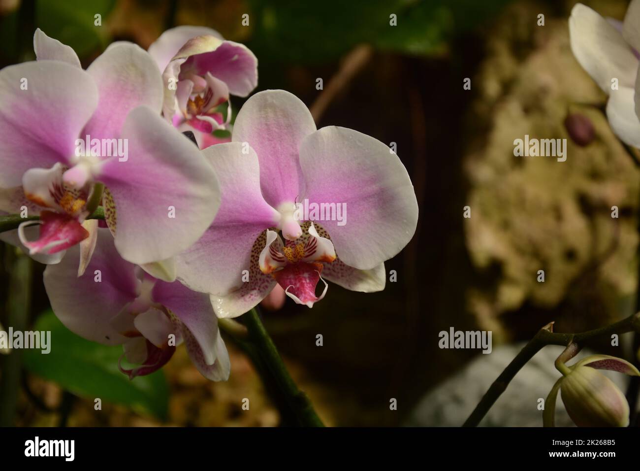 Orchids one of the largest and most diverse groups of flowering plants