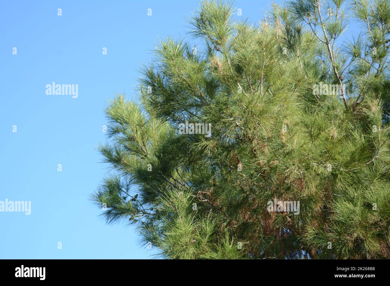 Brunches of lone pine tree. Northern Israel. Stock Photo