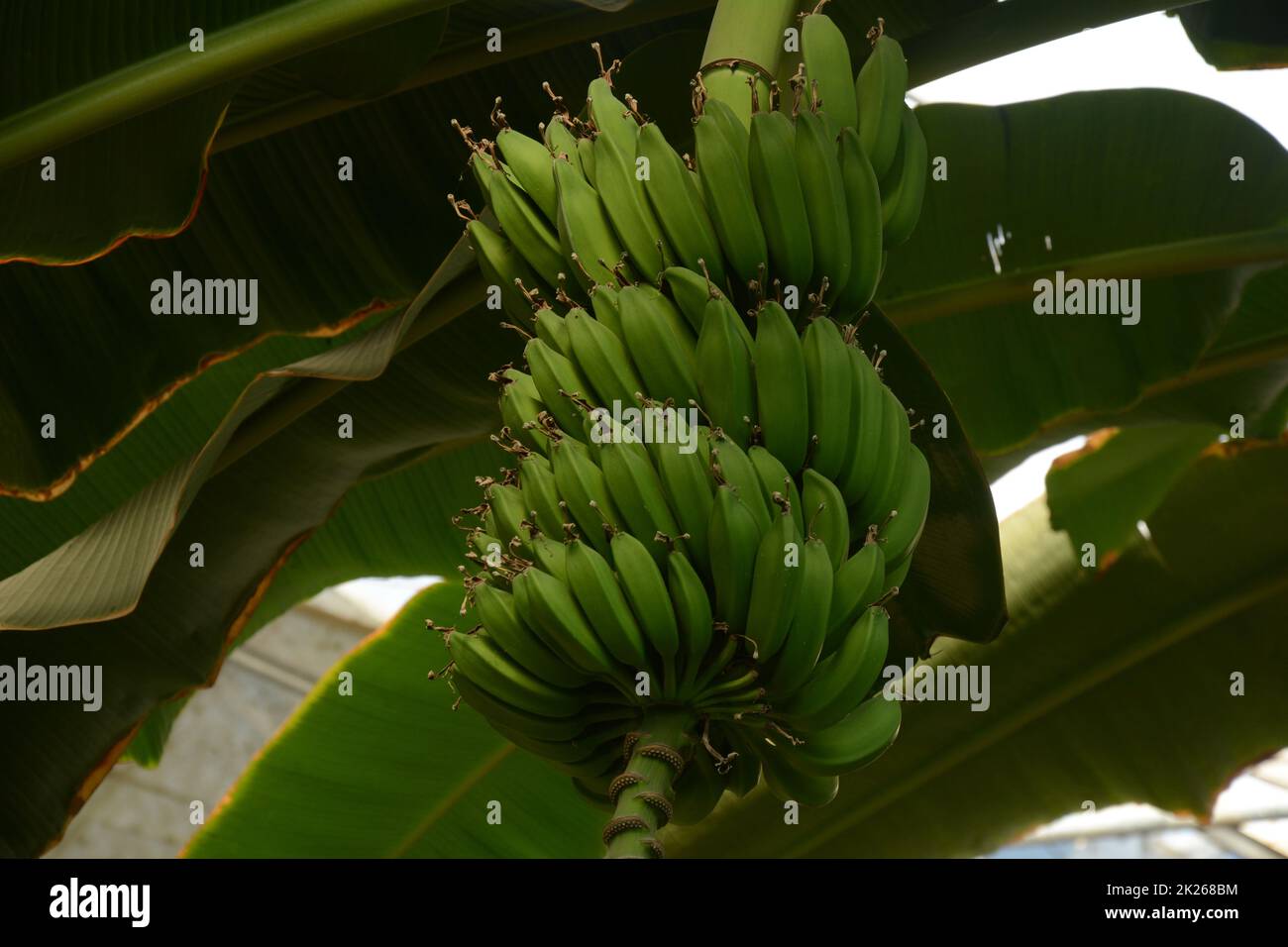 Flower bud of banana tree with a bunch of bananas in Utopia Orchid Park