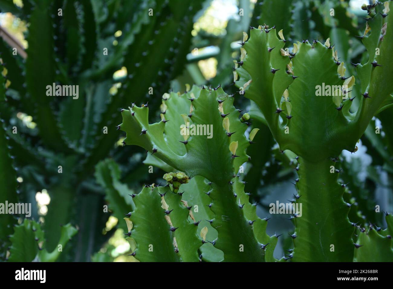 Candelabra cactus, a species of cactus endemic to the Galapagos Islands