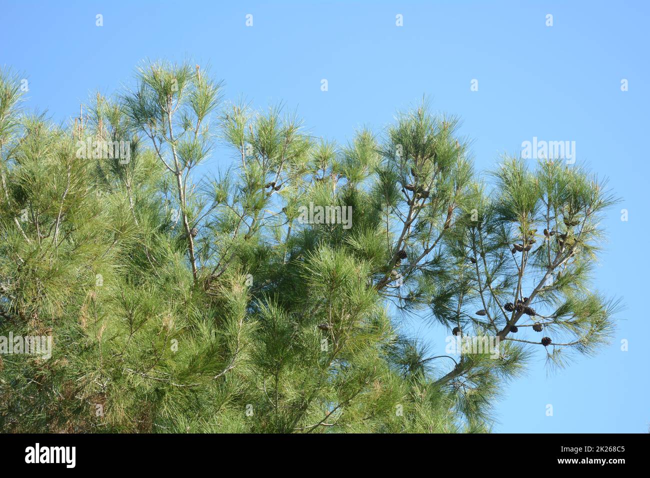 Brunches of lone pine tree. Northern Israel. Stock Photo