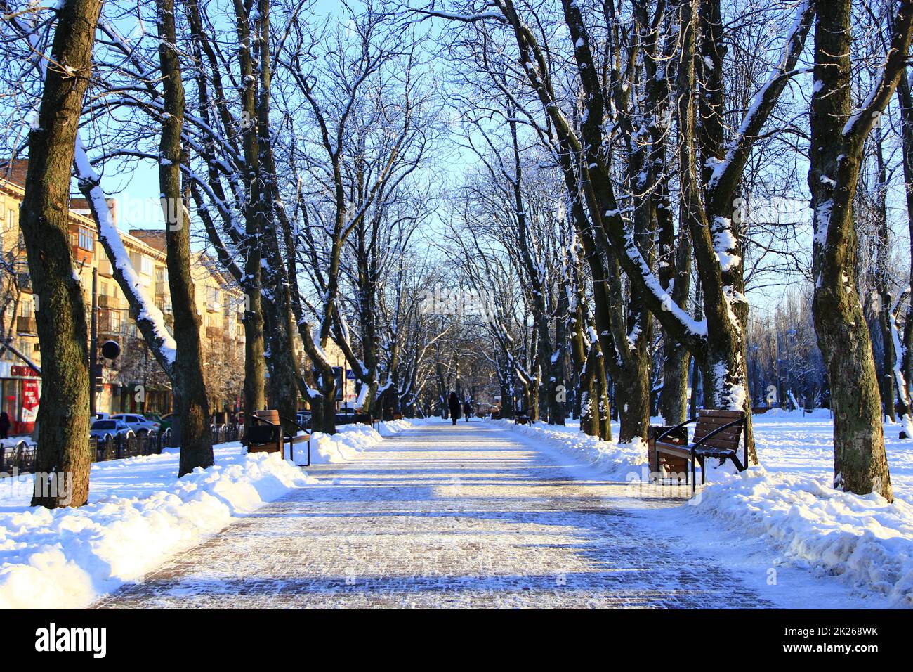 Beautiful park alley with bench and trees in winter sunny day Stock Photo