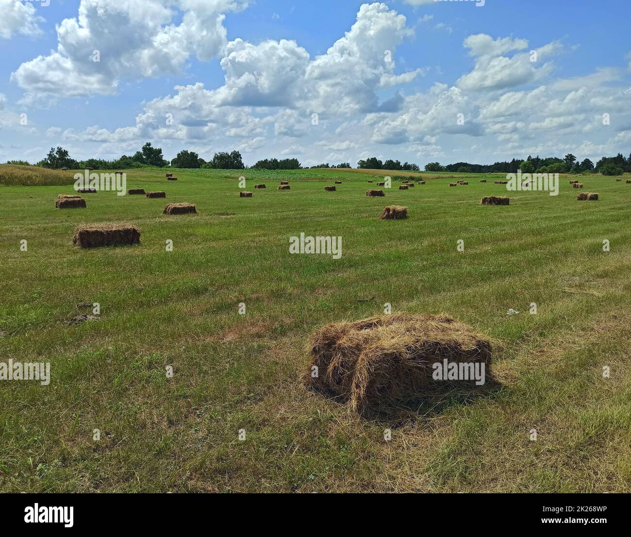 Hay bales lying on field. Hay prepared for farm animals for winter. Hay