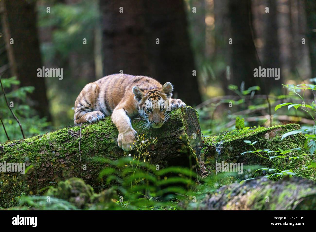 Bengal tiger cub is lying on a tree trunk in the forest. Stock Photo