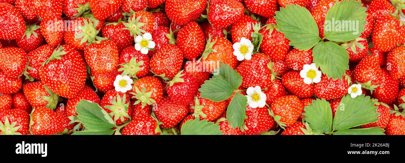 Strawberries berries fruits strawberry berry fruit from above with leaves and blossoms panorama Stock Photo