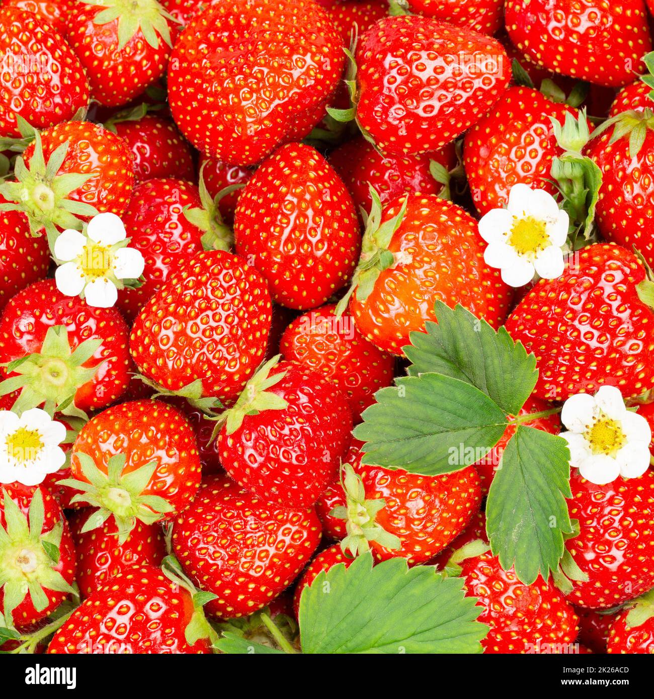 Strawberries berries fruits strawberry berry fruit from above with leaves and blossoms square Stock Photo