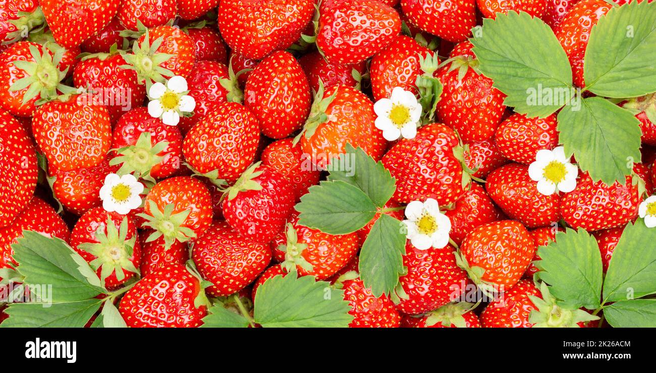 Strawberries berries fruits strawberry berry fruit from above with leaves and blossoms panorama Stock Photo