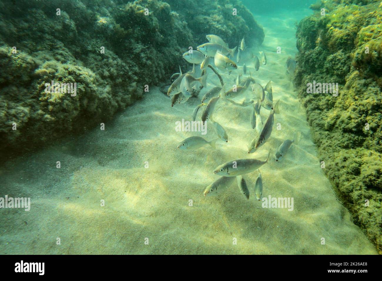 Underwater photo, group of small fishes swimming between algae covered rocks in shallow water, sun shining on sand sea bottom Stock Photo