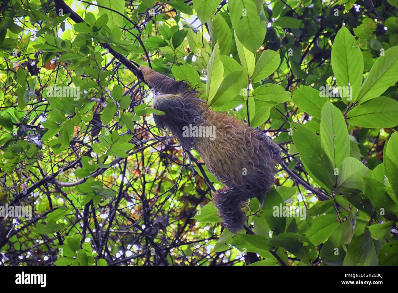 Sloth in the branches of a tree in the Parque Nacional Manuel Antonio