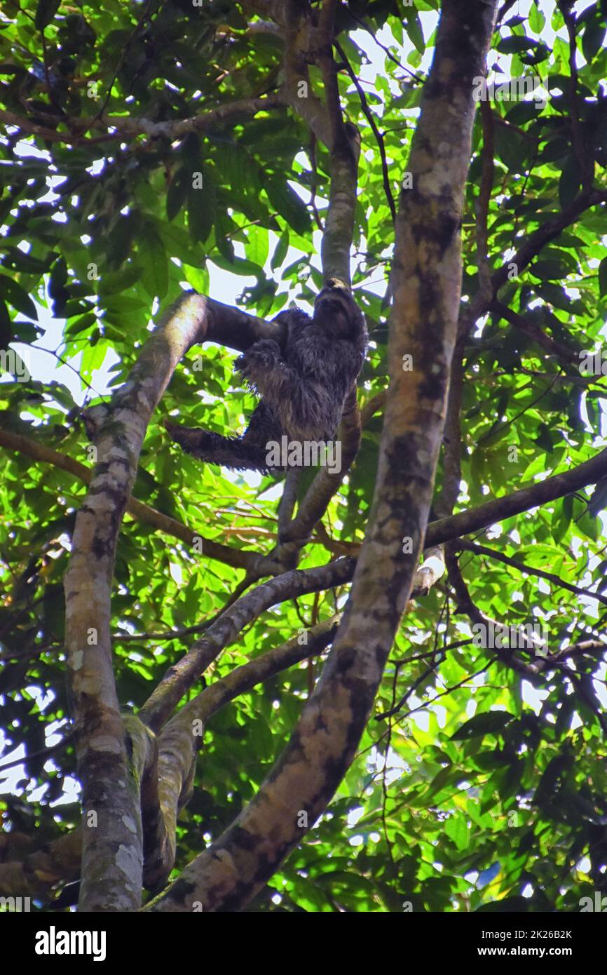 Sloth Branches Sloth in the branches of a tree in the Parque Nacional Manuel Antonio ...