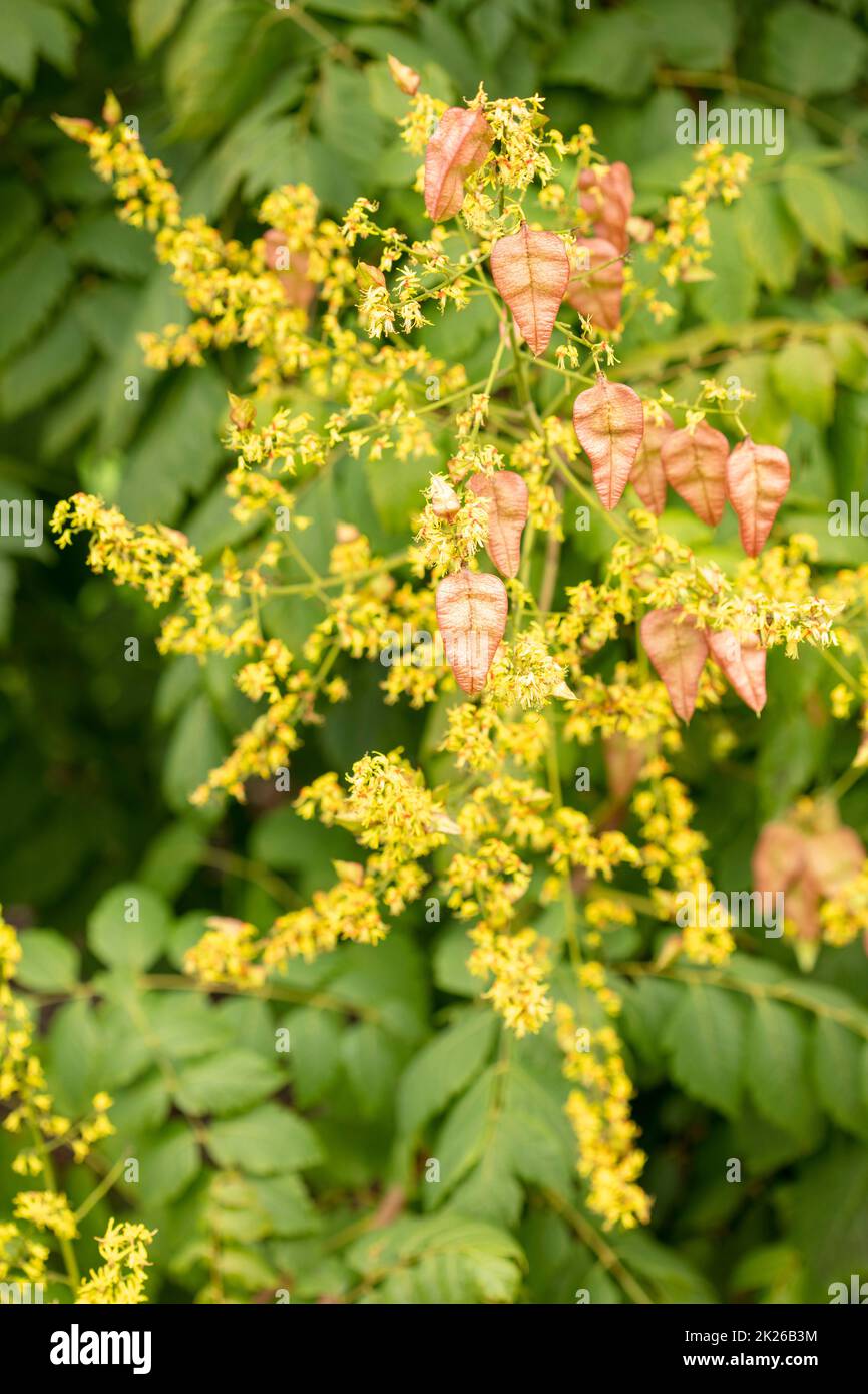 Intriguing Koelreuteria paniculata, pride of India K. paniculata, China ...