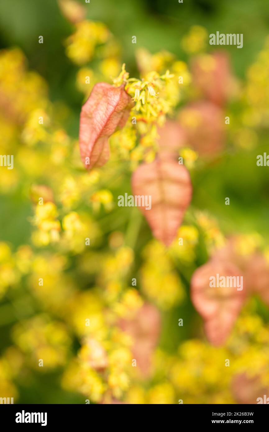 Intriguing Koelreuteria paniculata, pride of India K. paniculata, China