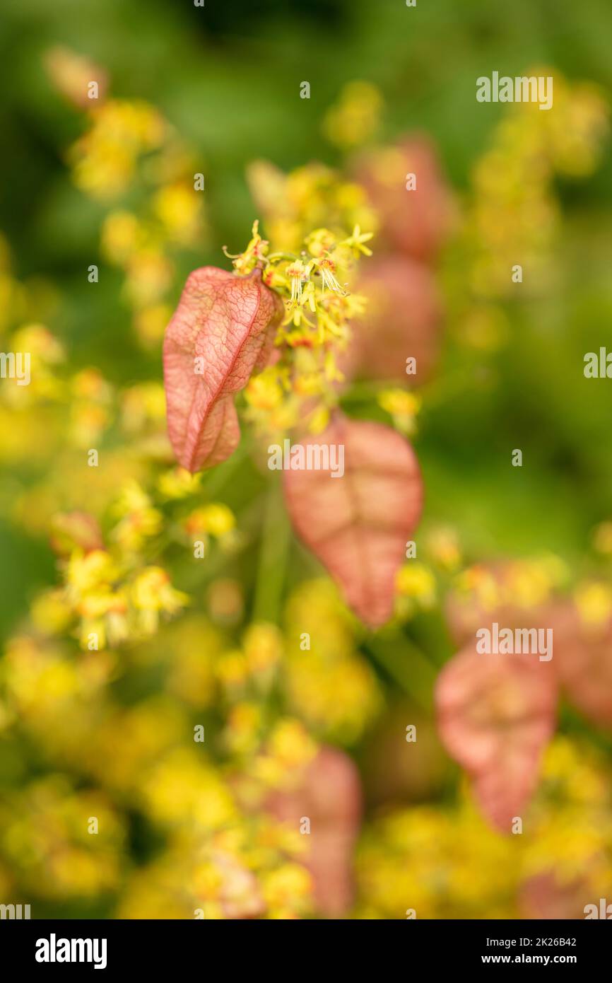 Intriguing Koelreuteria paniculata, pride of India K. paniculata, China ...