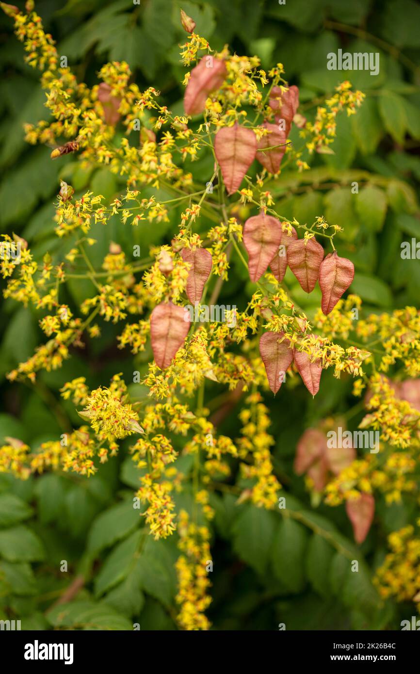 Intriguing Koelreuteria paniculata, pride of India K. paniculata, China ...