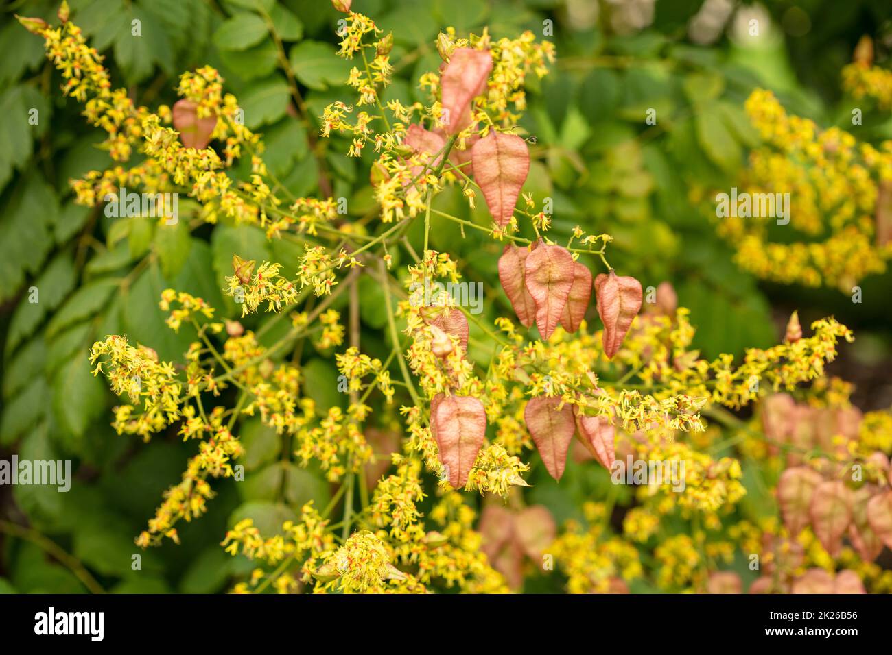 Intriguing Koelreuteria paniculata, pride of India K. paniculata, China ...