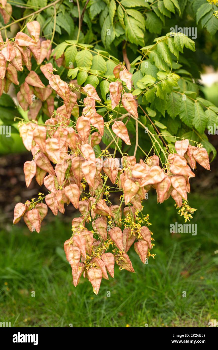 Intriguing Koelreuteria paniculata, pride of India K. paniculata, China ...