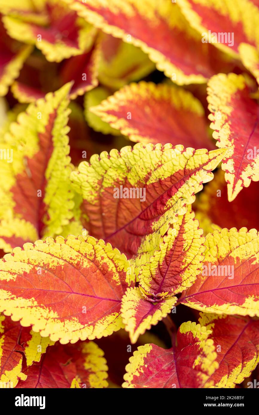 Close up natural plant portrait of Solenostemon scutellarioides Trusty Rusty, coleus ‘. Textures and patterns in nature Stock Photo