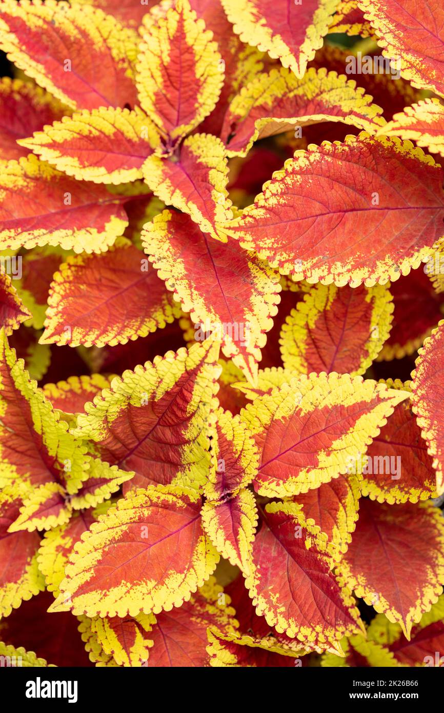 Close up natural plant portrait of Solenostemon scutellarioides Trusty Rusty, coleus ‘. Textures and patterns in nature Stock Photo