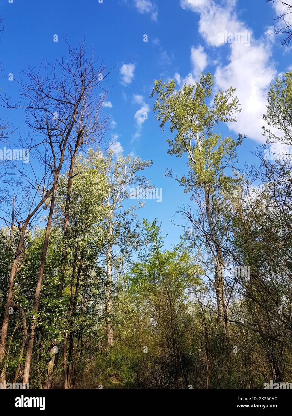 A low angle shot of green-leaved trees on a blue sky background Stock ...