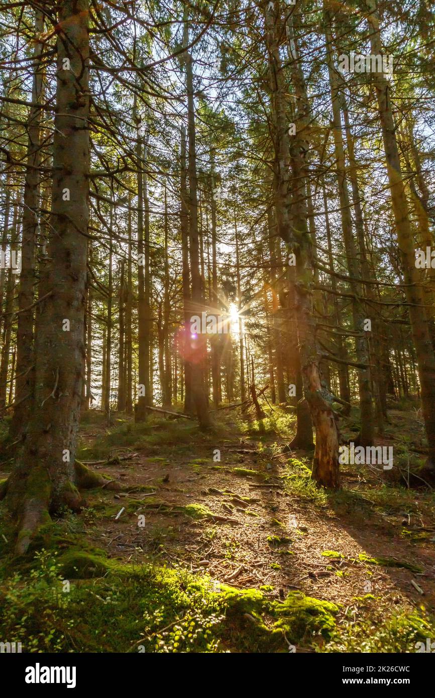 Forest trees woods wood with sun in the Black Forest landscape nature