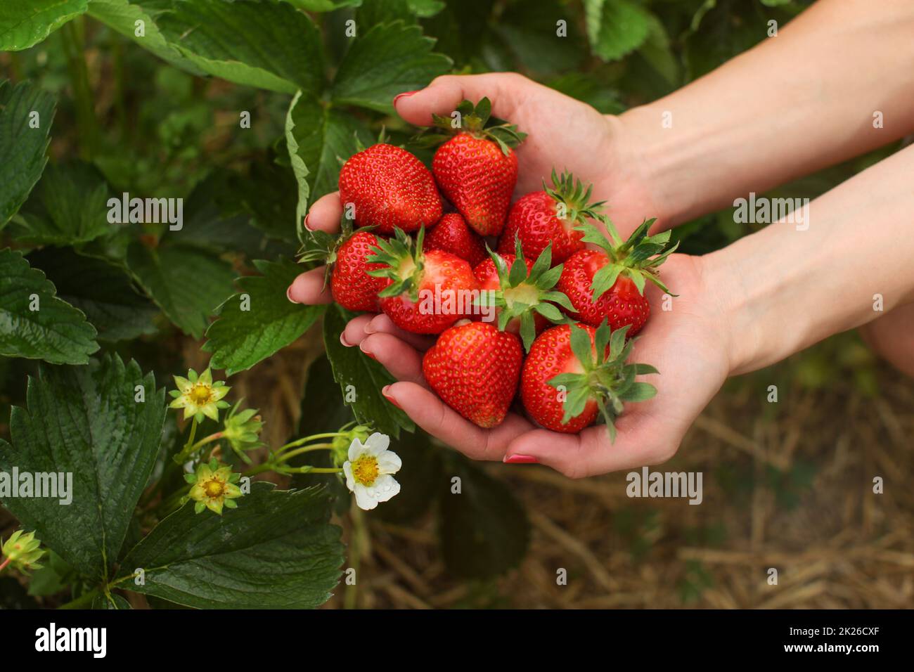 Woman hand holding handful of freshly picked strawberries, leaves and flowers in background. Self picking strawberry farm field. Stock Photo