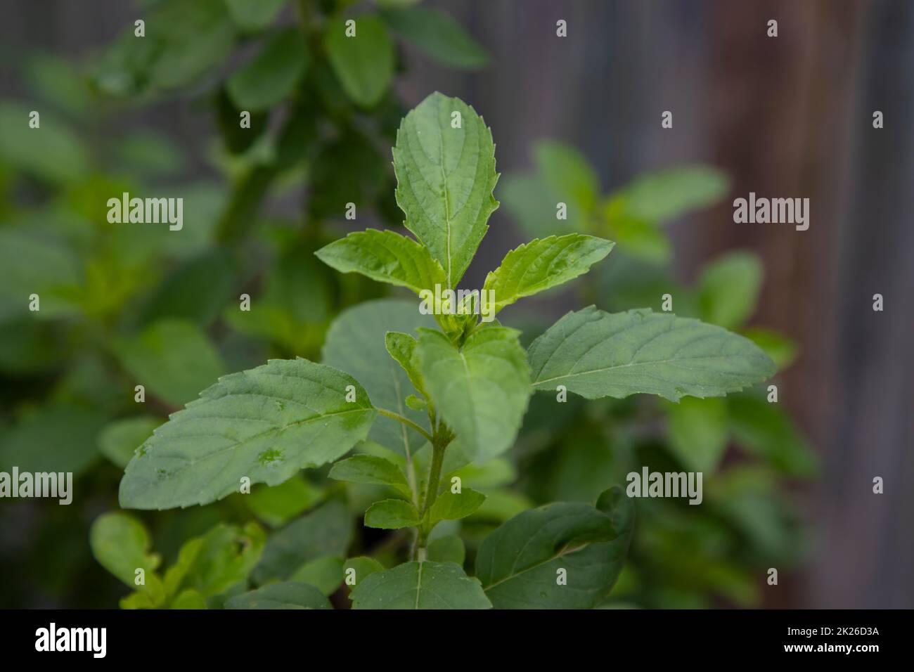 Medicinal basil or green organic tulsi leaves plant Stock Photo Alamy