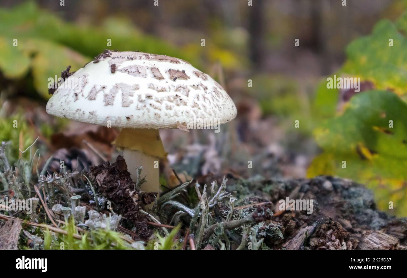 Toadstool mushroom white amanita Amanita citrina. A toxic, poisonous and hallucinogenic mushroom in needles and leaves against the background of an autumn forest. Selective focus, blurred background. Stock Photo