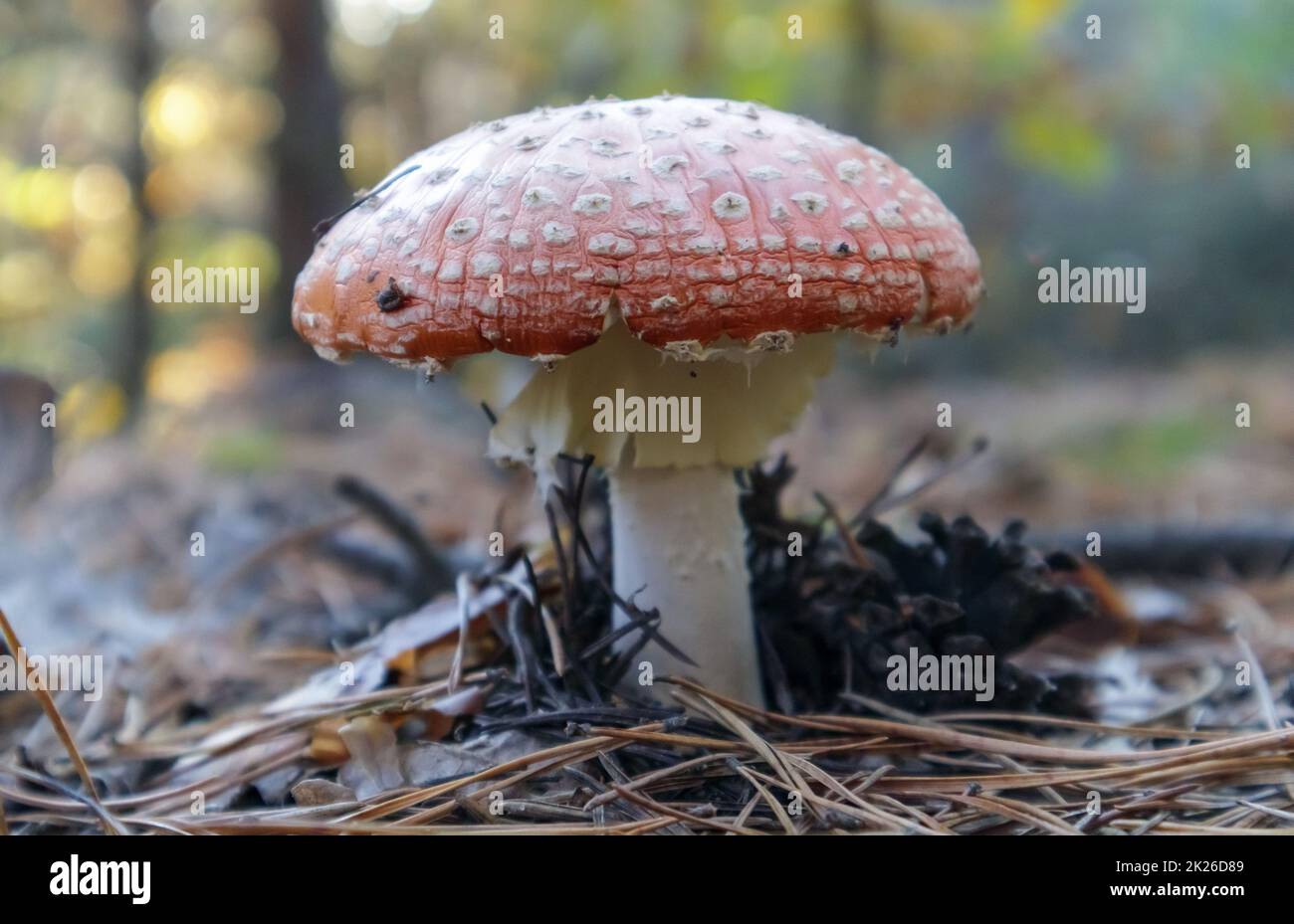 Red fly agaric or toadstool in the grass. Amanita muscaria. Toxic and poisonous mushroom muscimol. The photo was taken against the background of a natural forest. Forest mushrooms. Stock Photo
