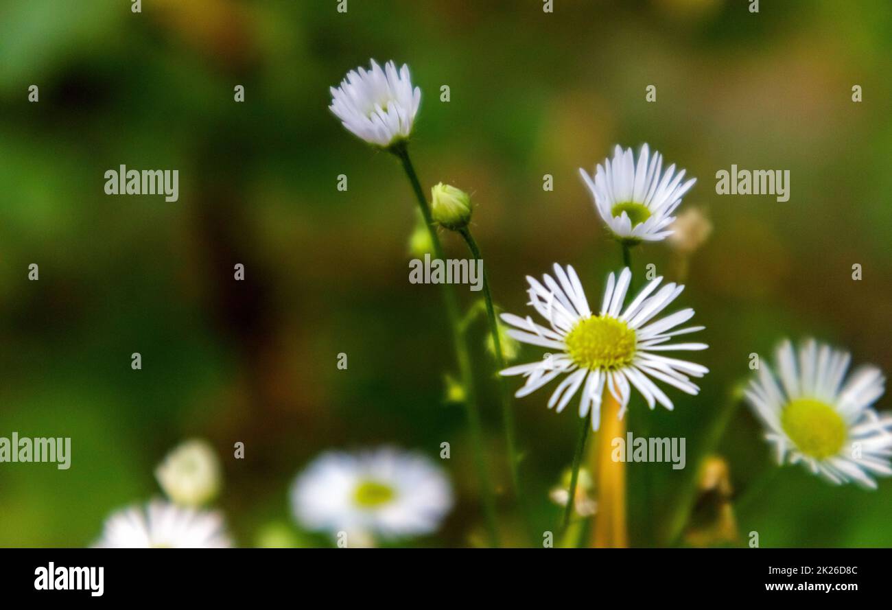 Perennial daisy. Bellis perennis. Chamomile flowers in spring on the lawn. English chamomile, many white flowers with green grass. Stock Photo