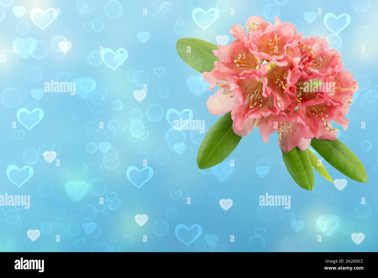 Happy Valentine or Mothers Day card template. 3D illustration of a light pink flower rhododendron, azalee over abstract blue background with hearts. Space for text design. Stock Photo